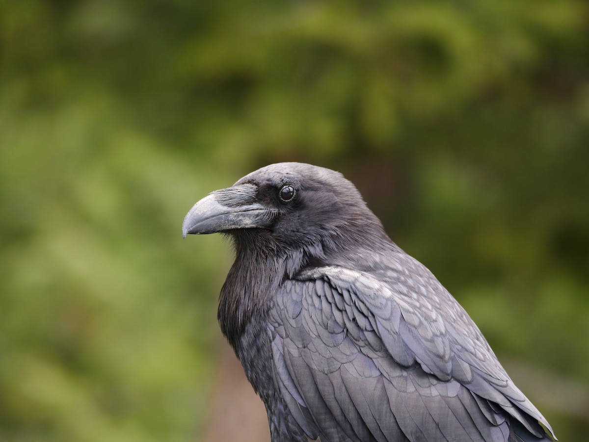Common Raven - ML619814810