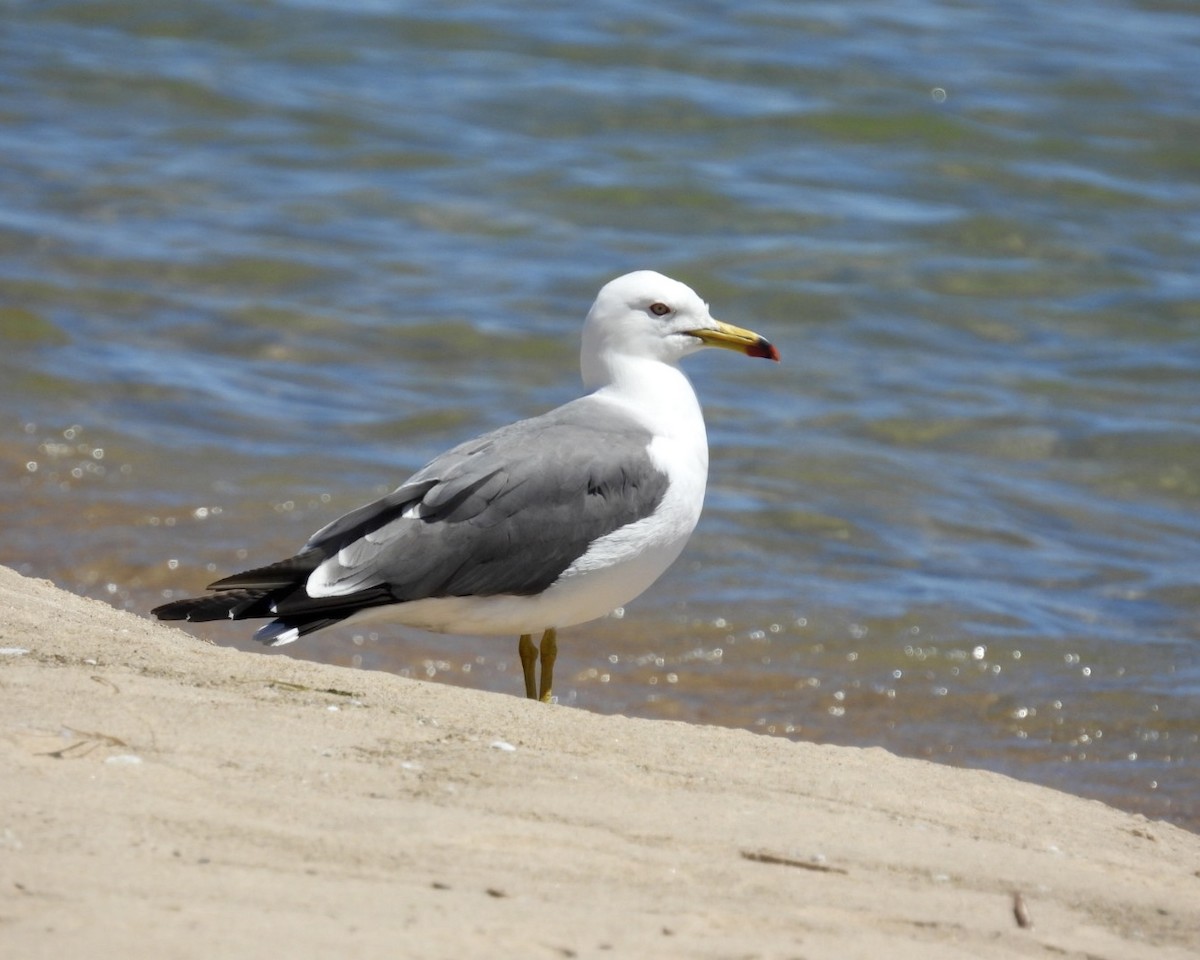 Black-tailed Gull - ML619814830