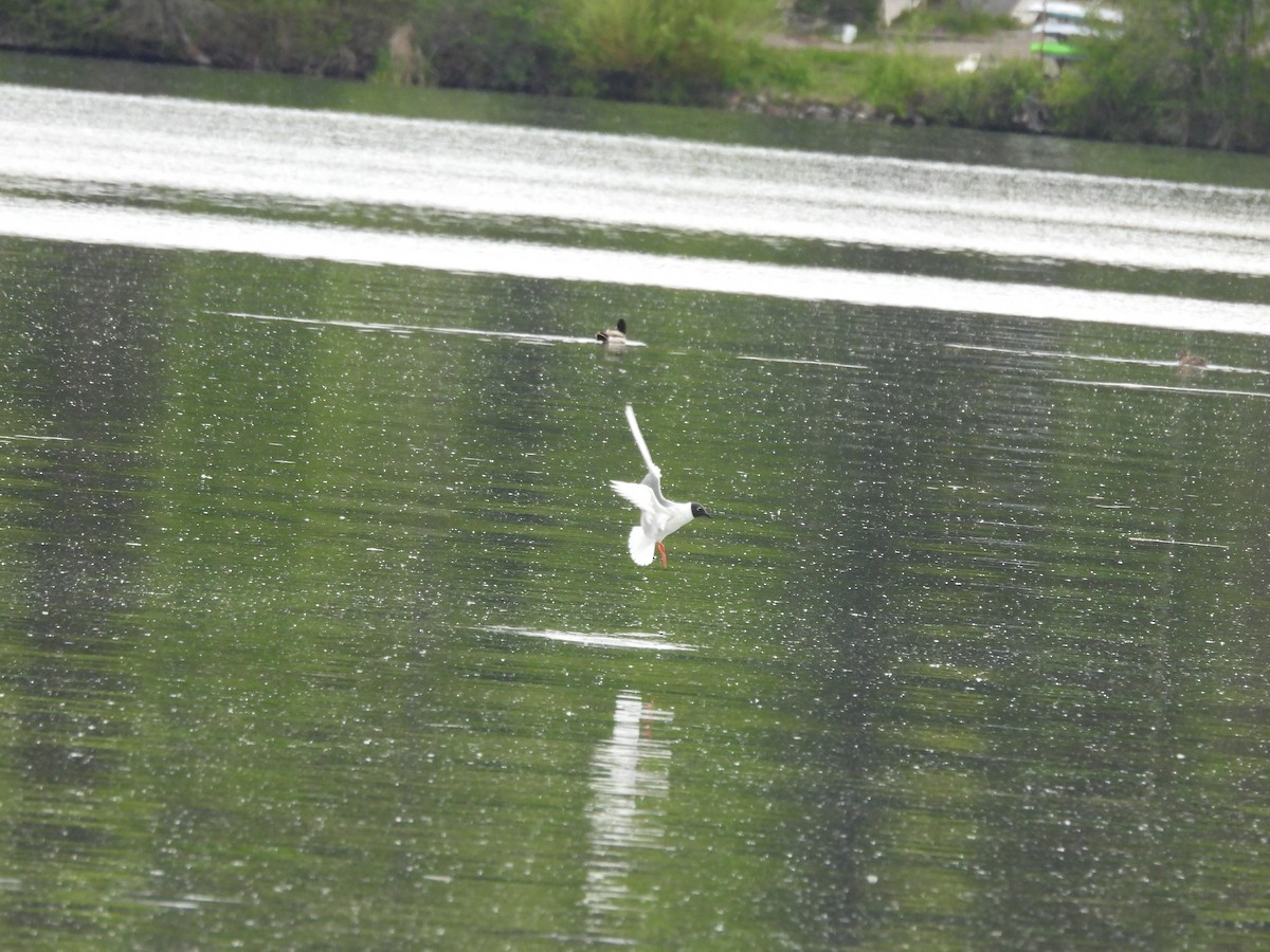 Bonaparte's Gull - ML619814836