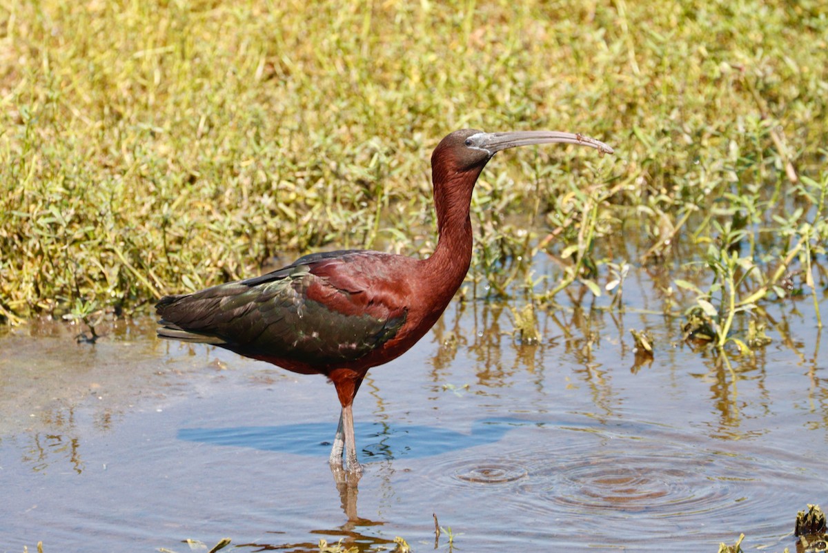 ibis hnědý - ML619814859