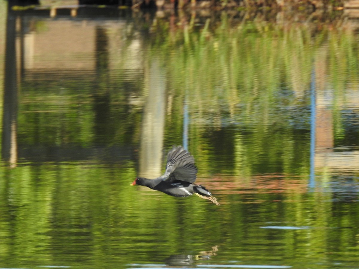 Common Gallinule - ML619814871