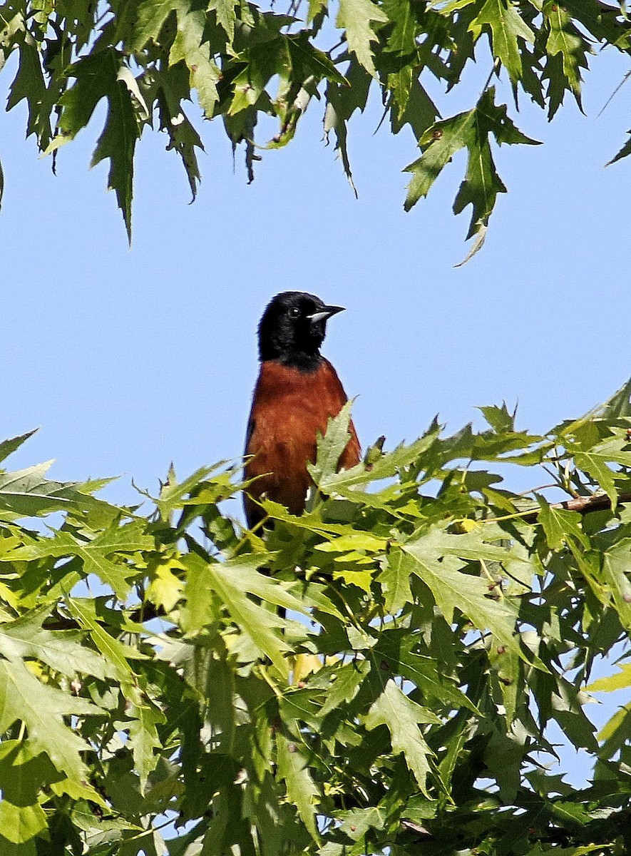 Orchard Oriole - ML619814876