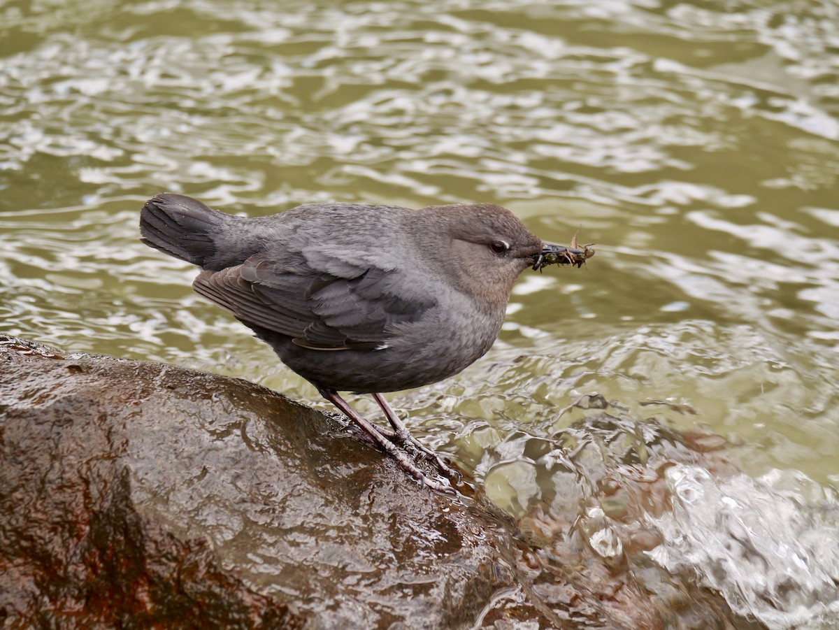 American Dipper - ML619814889