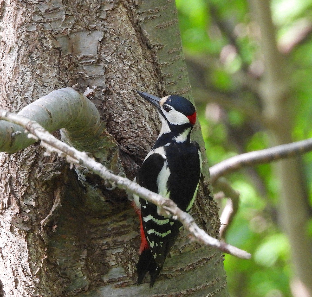 Great Spotted Woodpecker - ML619814894