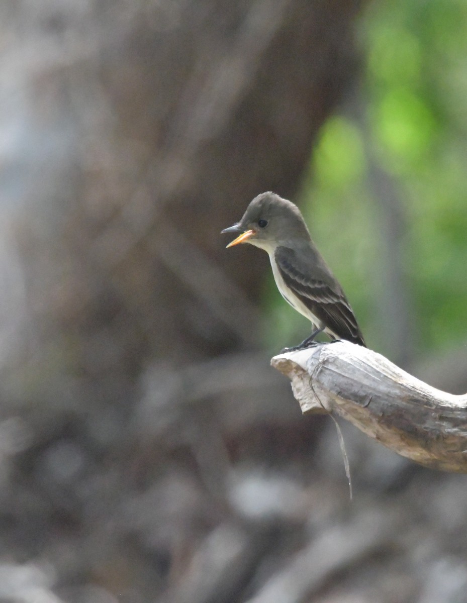 Northern Tropical Pewee - ML619814900