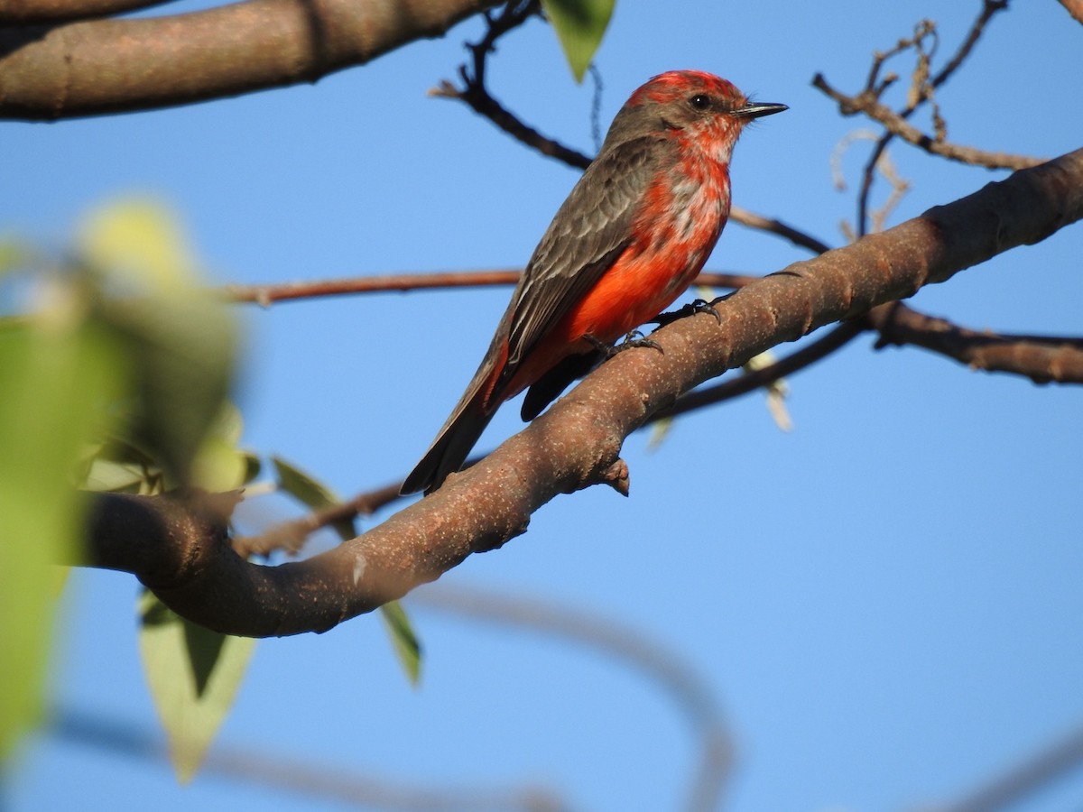 Vermilion Flycatcher - ML619814901