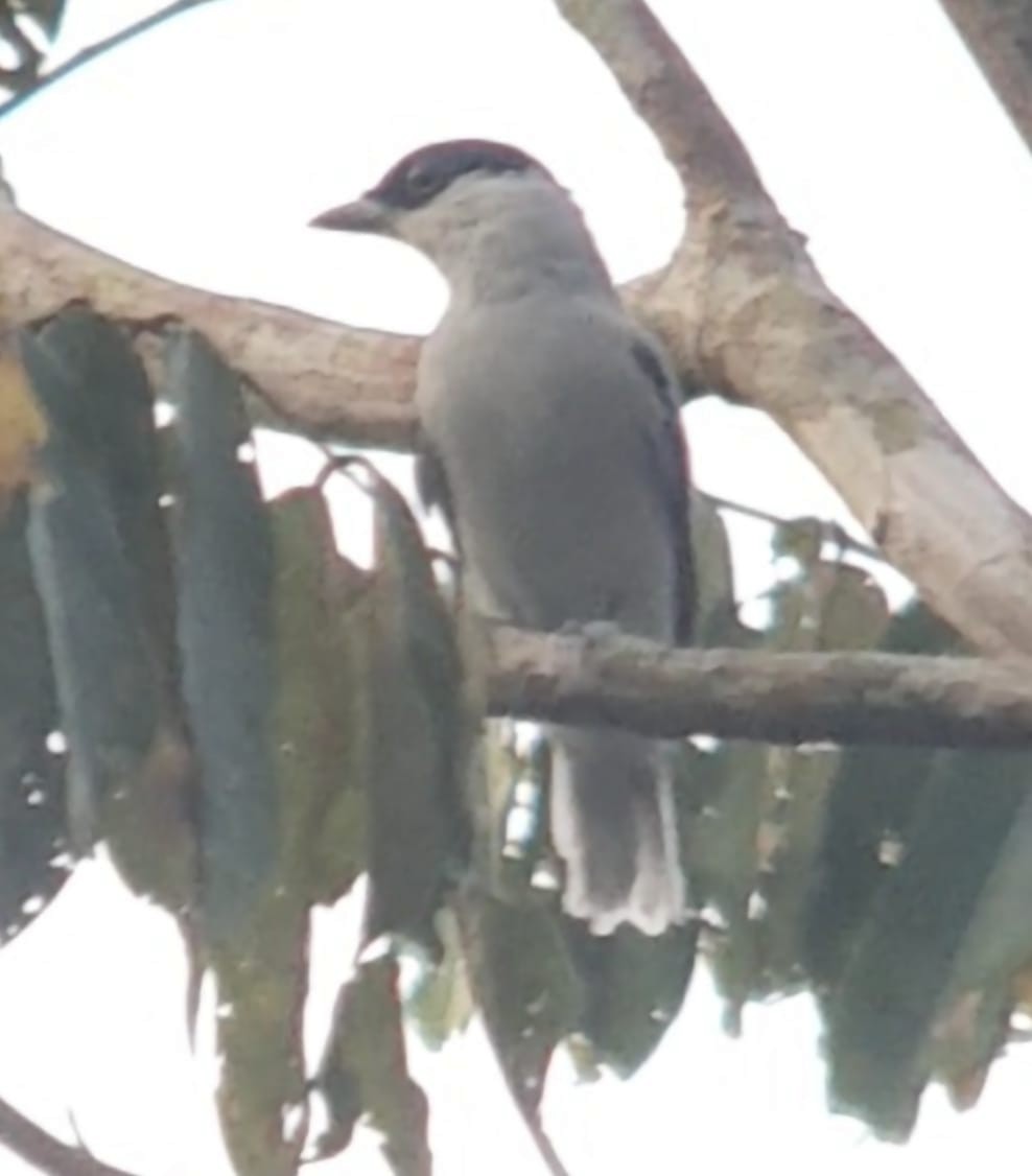 White-tailed Tityra - Bradley Davis