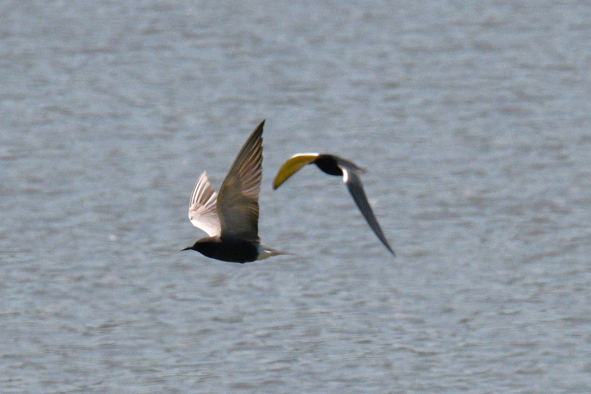 Black Tern - ML619814929