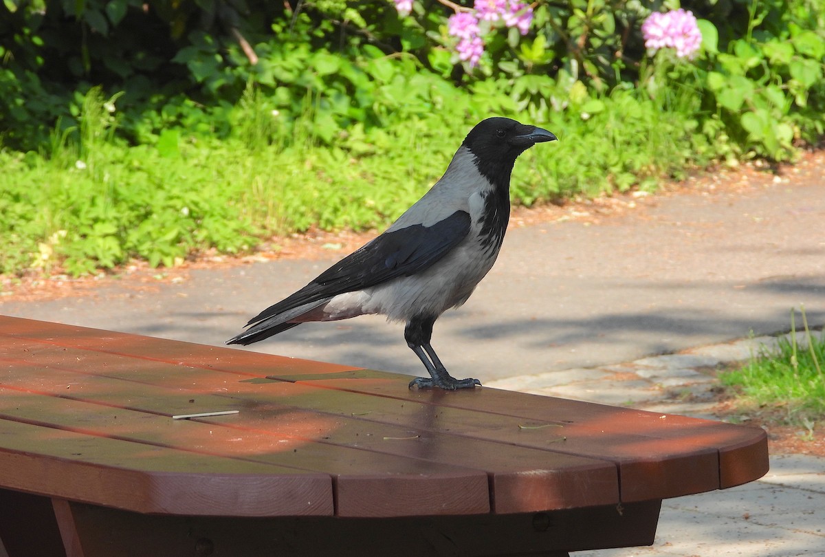 Hooded Crow - ML619814932