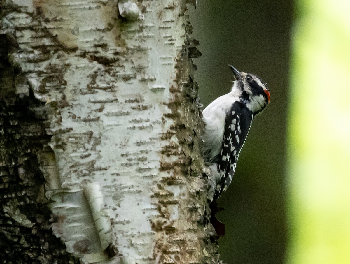 Downy Woodpecker - ML619814957