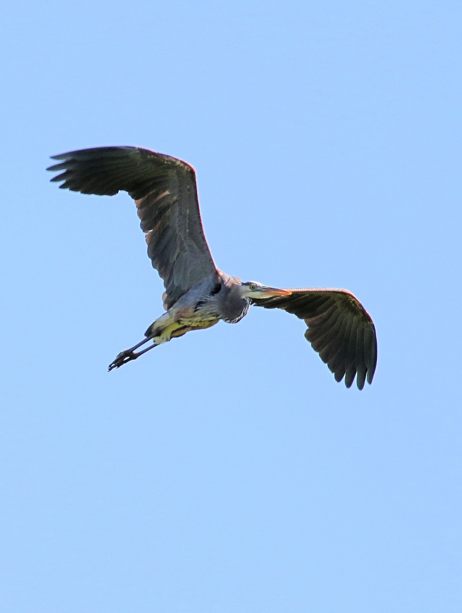 Great Blue Heron - ML619814988