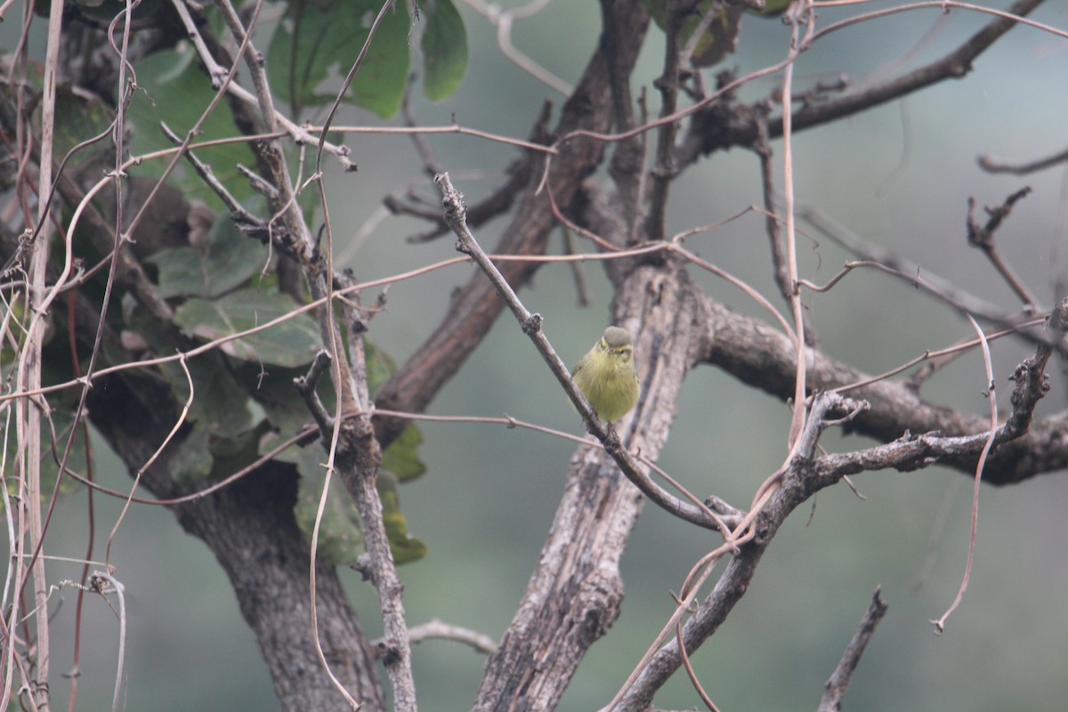 Tickell's Leaf Warbler - ML619815008
