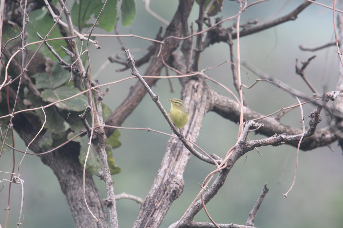 Tickell's Leaf Warbler - ML619815010