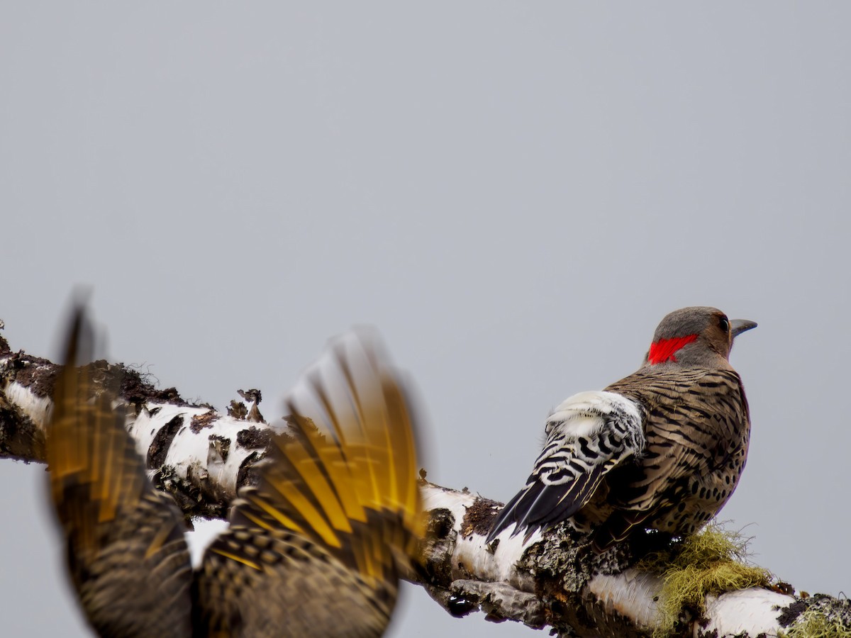 Northern Flicker (Yellow-shafted) - ML619815024