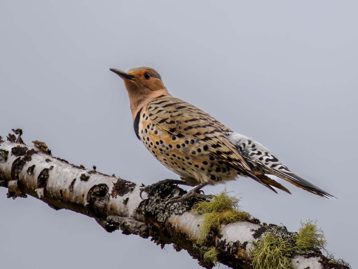 Northern Flicker (Yellow-shafted) - ML619815025