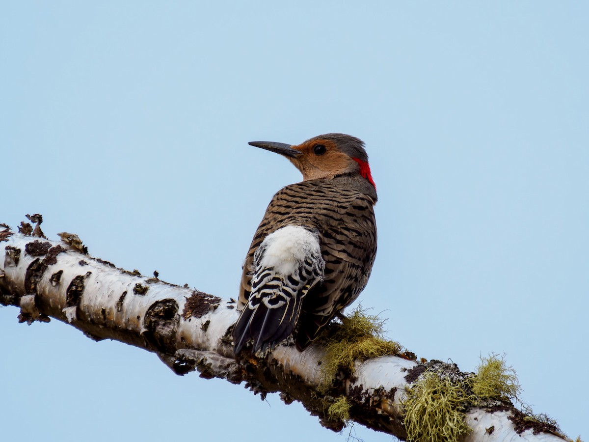 Northern Flicker (Yellow-shafted) - ML619815026
