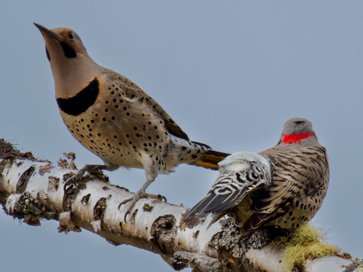 Northern Flicker (Yellow-shafted) - ML619815027