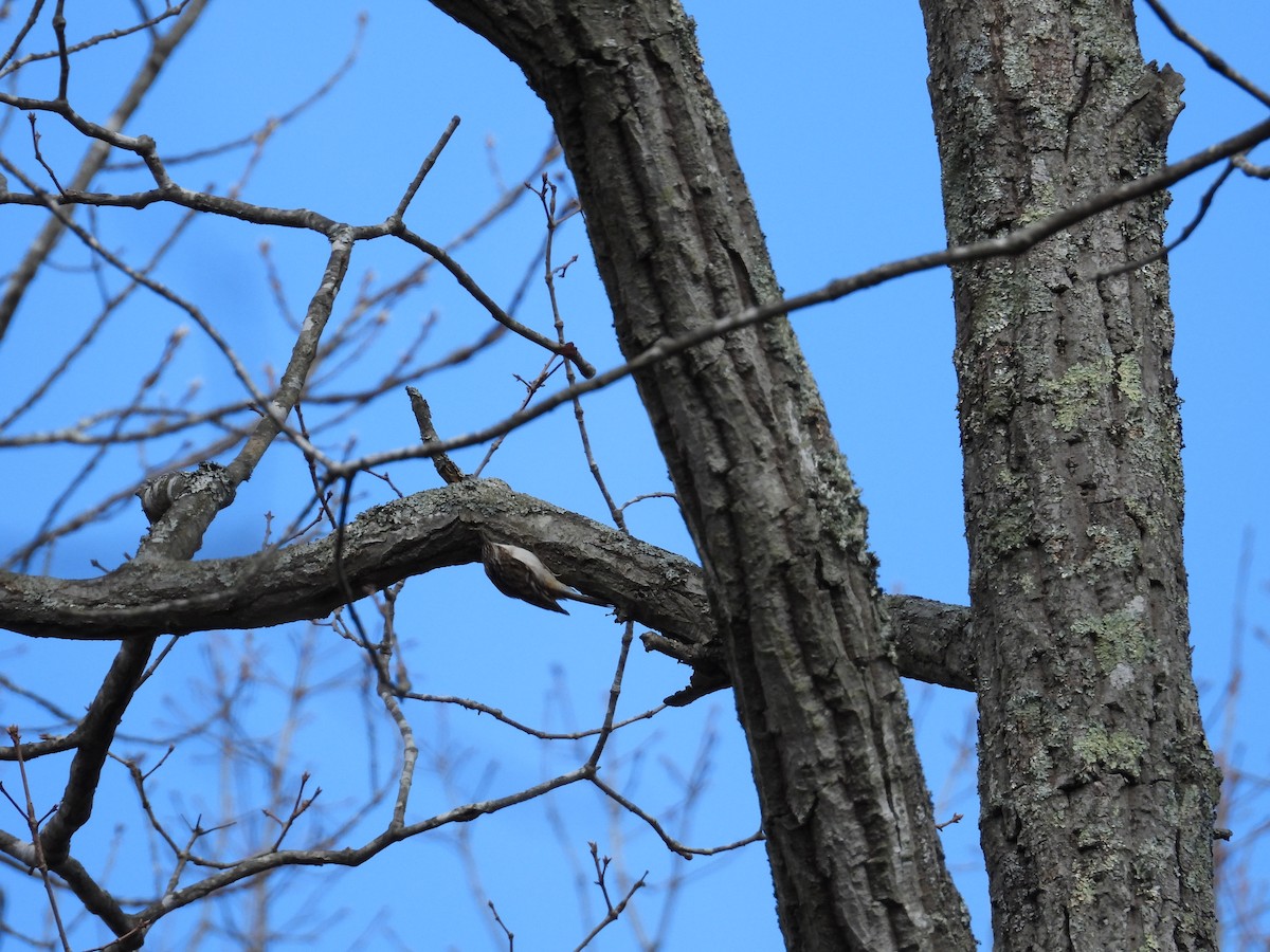 Brown Creeper - ML619815032