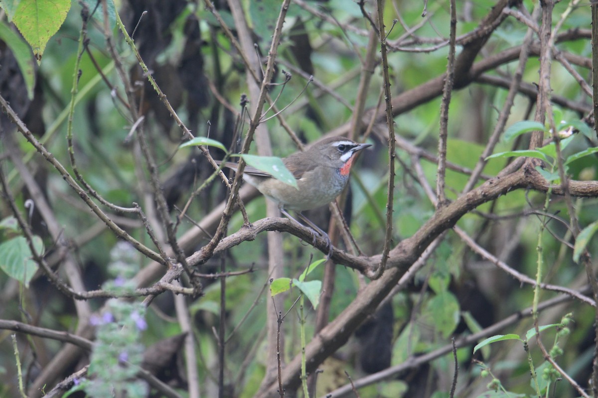 Siberian Rubythroat - ML619815068