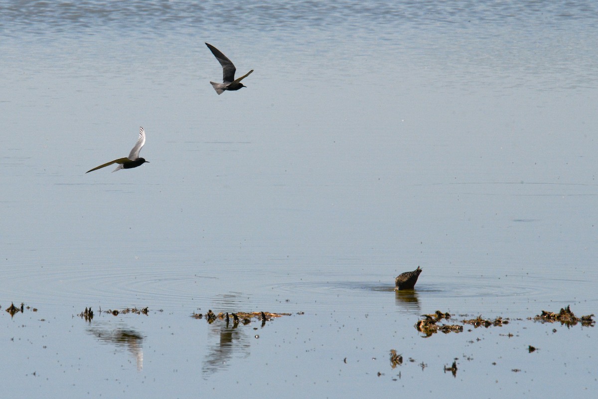 Black Tern - ML619815079