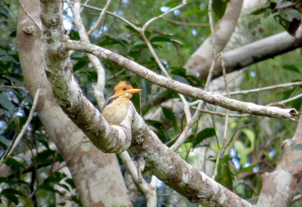 Yellow-billed Kingfisher - ML619815093