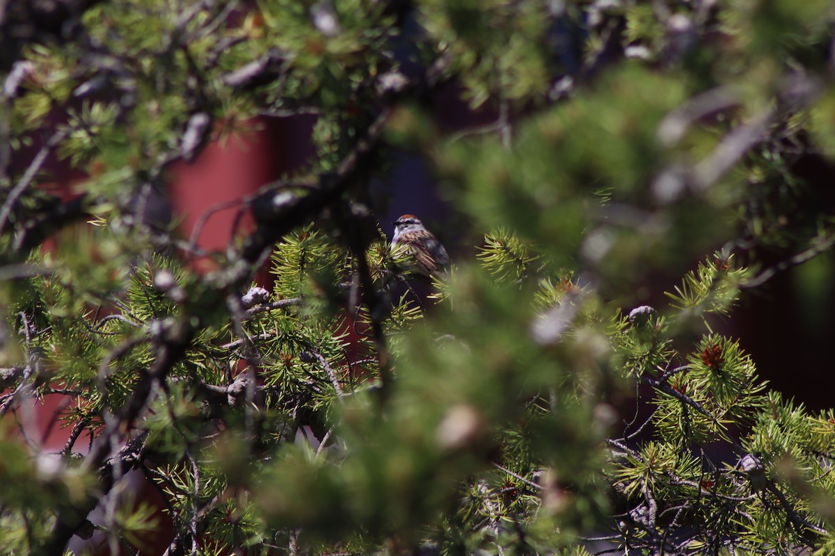 Chipping Sparrow - ML619815097