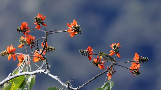 Warbling White-eye - ML619815105