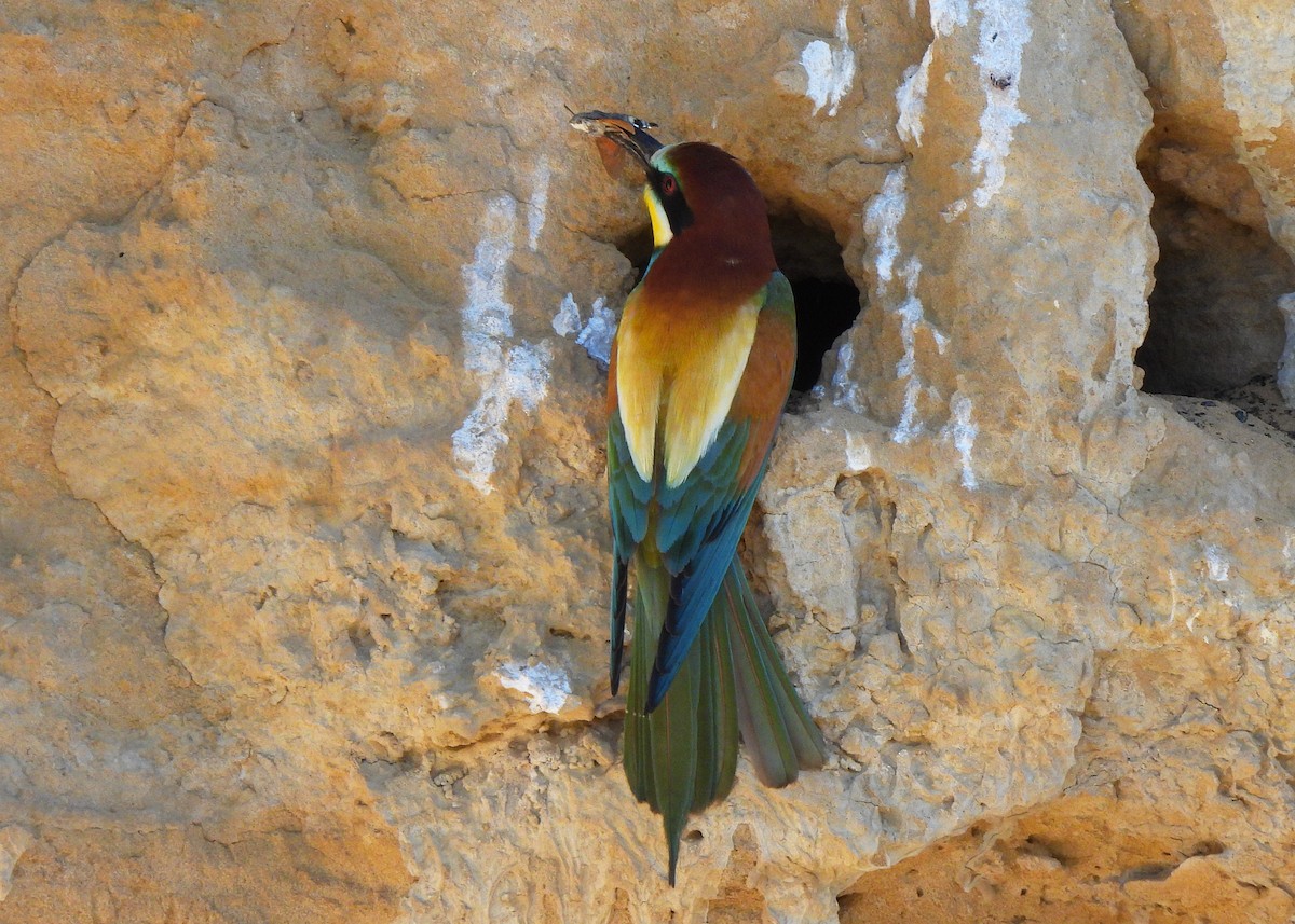 European Bee-eater - ML619815110