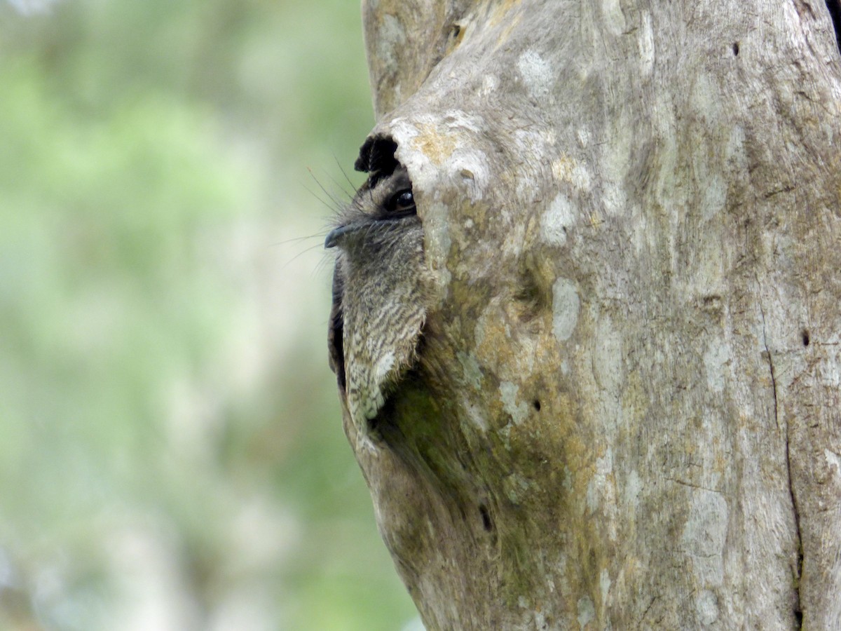 Barred Owlet-nightjar - ML619815115