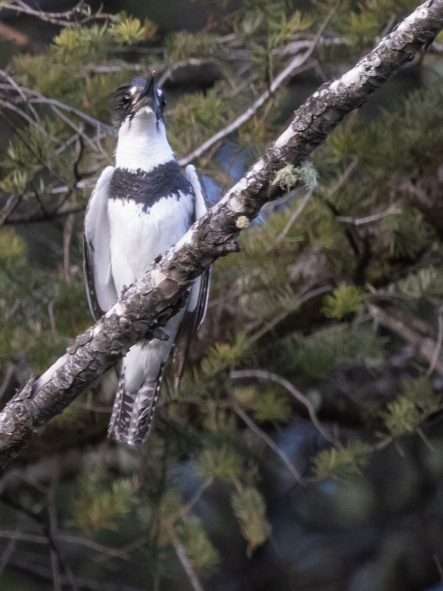 Belted Kingfisher - ML619815118