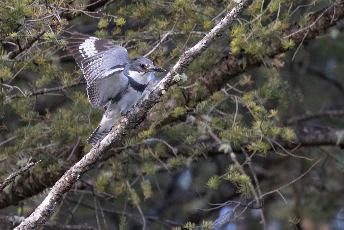 Belted Kingfisher - ML619815119