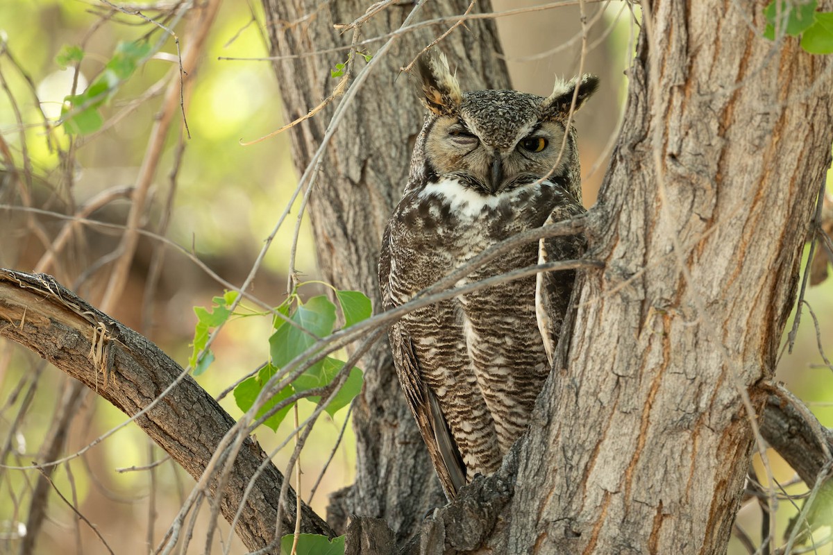 Great Horned Owl - ML619815120
