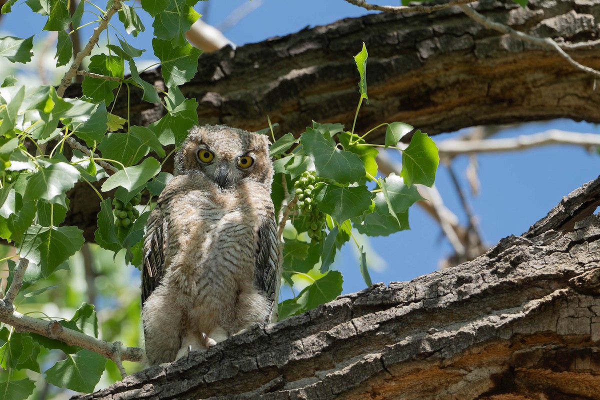 Great Horned Owl - ML619815121