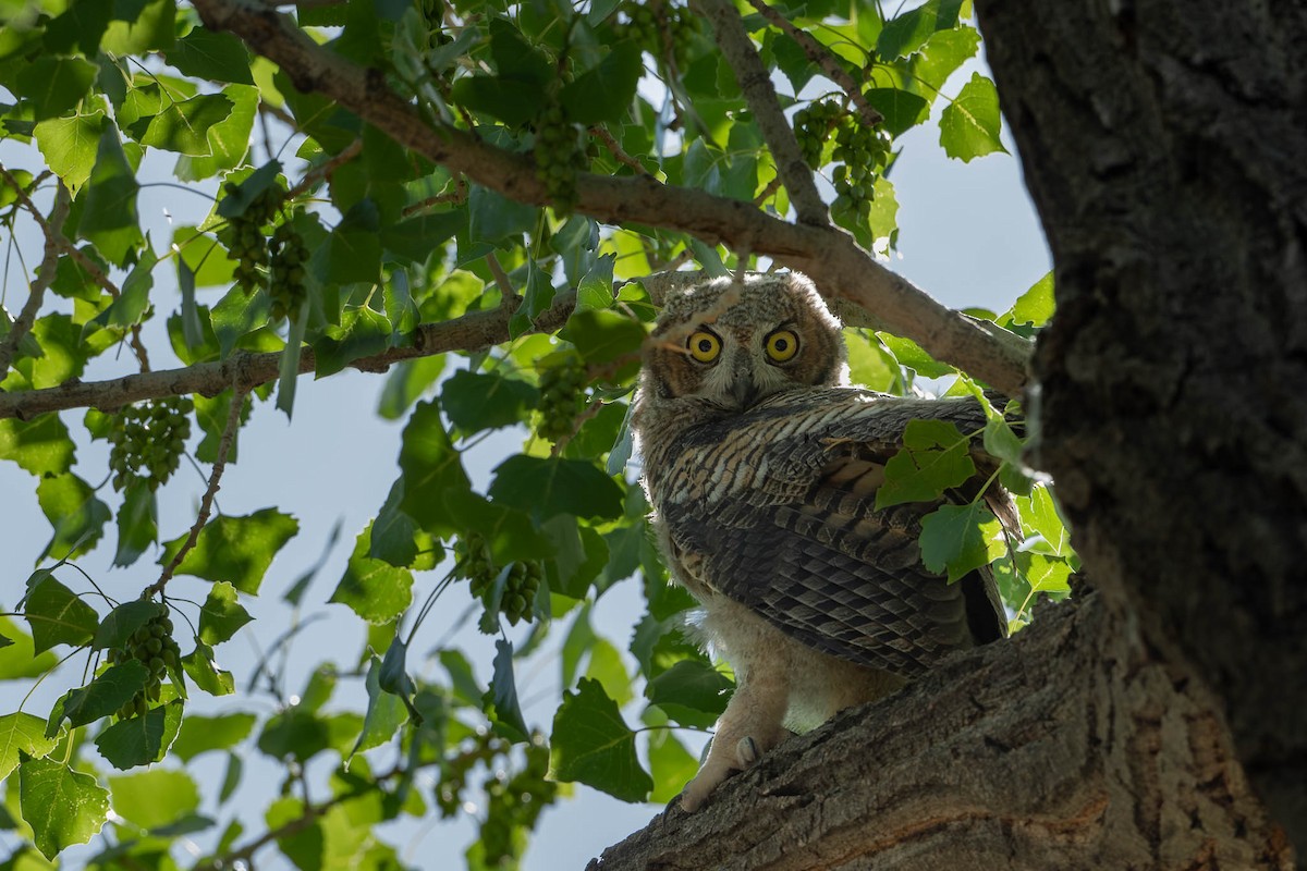 Great Horned Owl - ML619815122