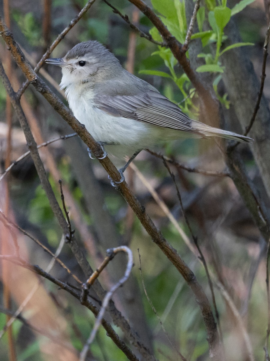 Warbling Vireo - ML619815126