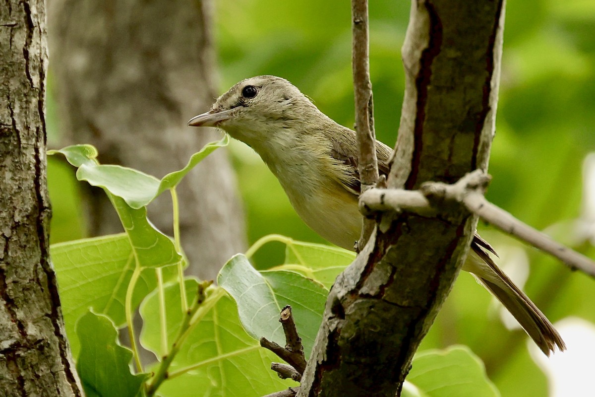 Bell's Vireo - ML619815132