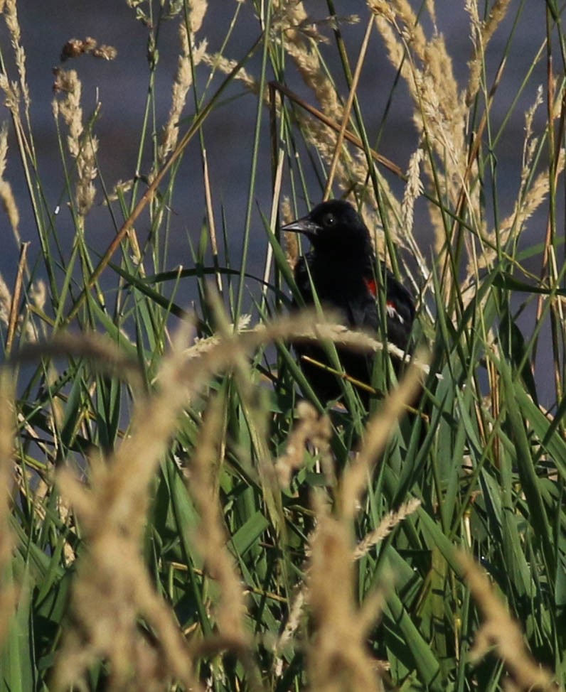 Tricolored Blackbird - ML619815133