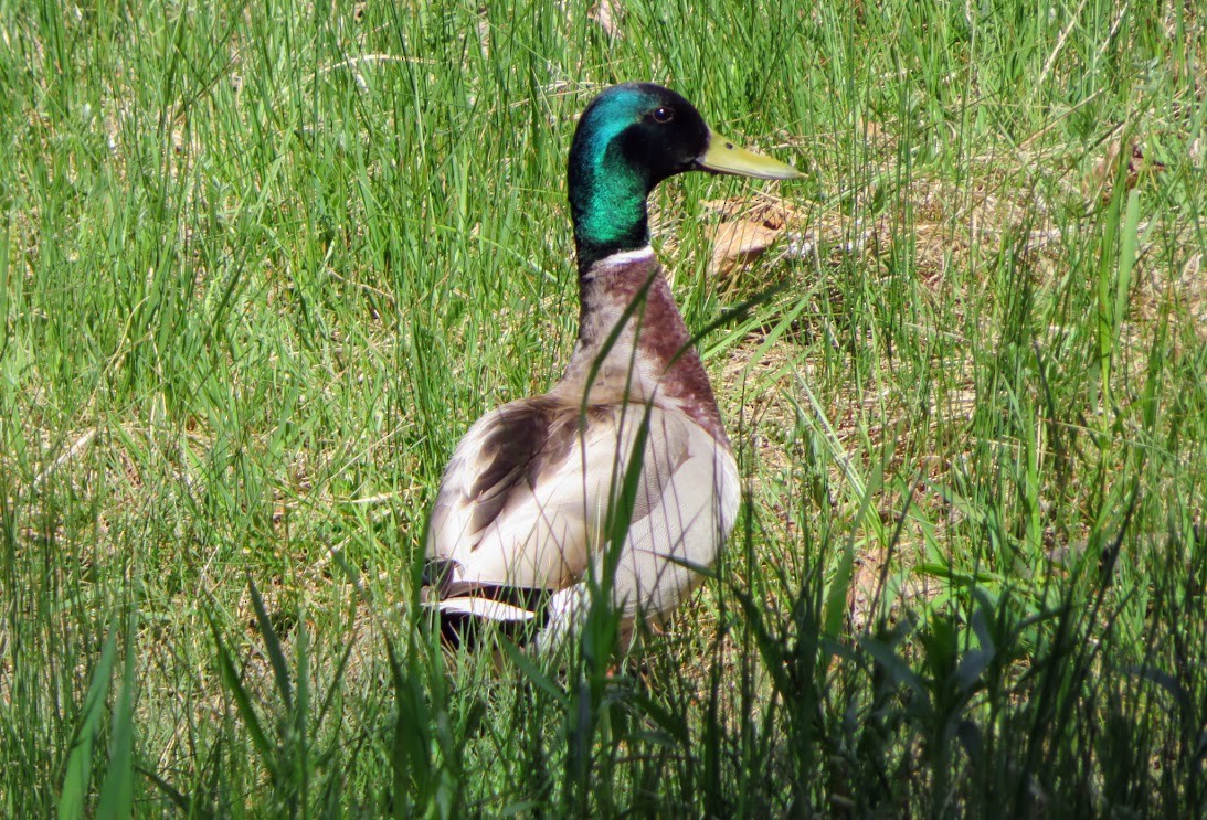 Canard colvert - ML619815140