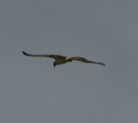 Short-toed Snake-Eagle - ML619815155