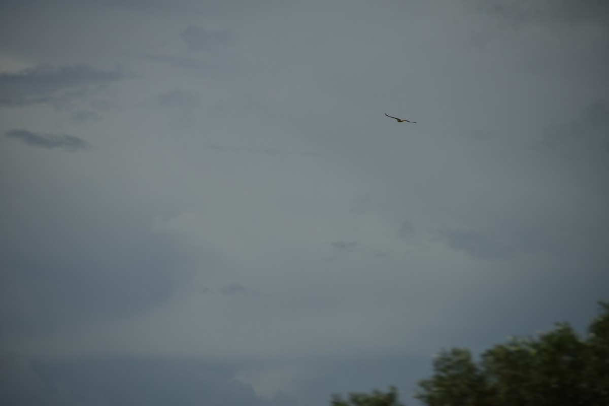 Short-toed Snake-Eagle - ML619815161