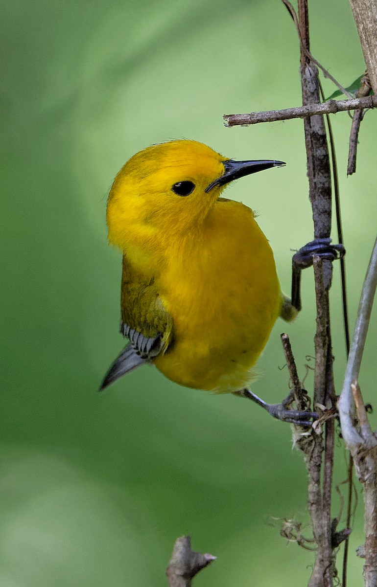 Prothonotary Warbler - ML619815168