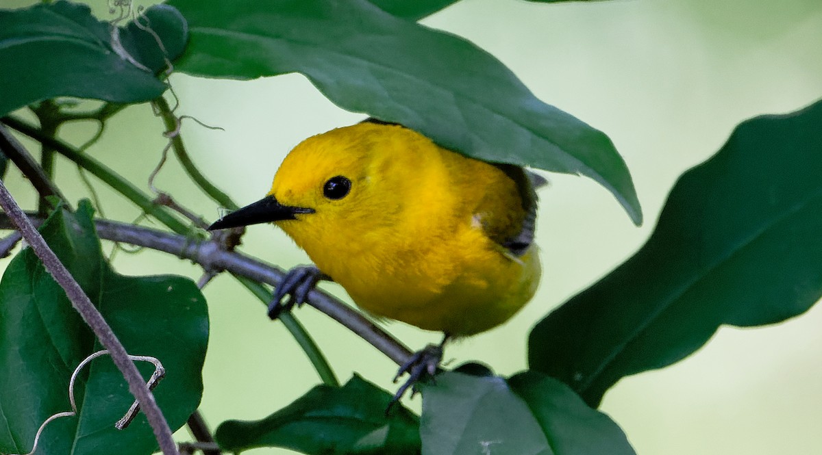 Prothonotary Warbler - ML619815169