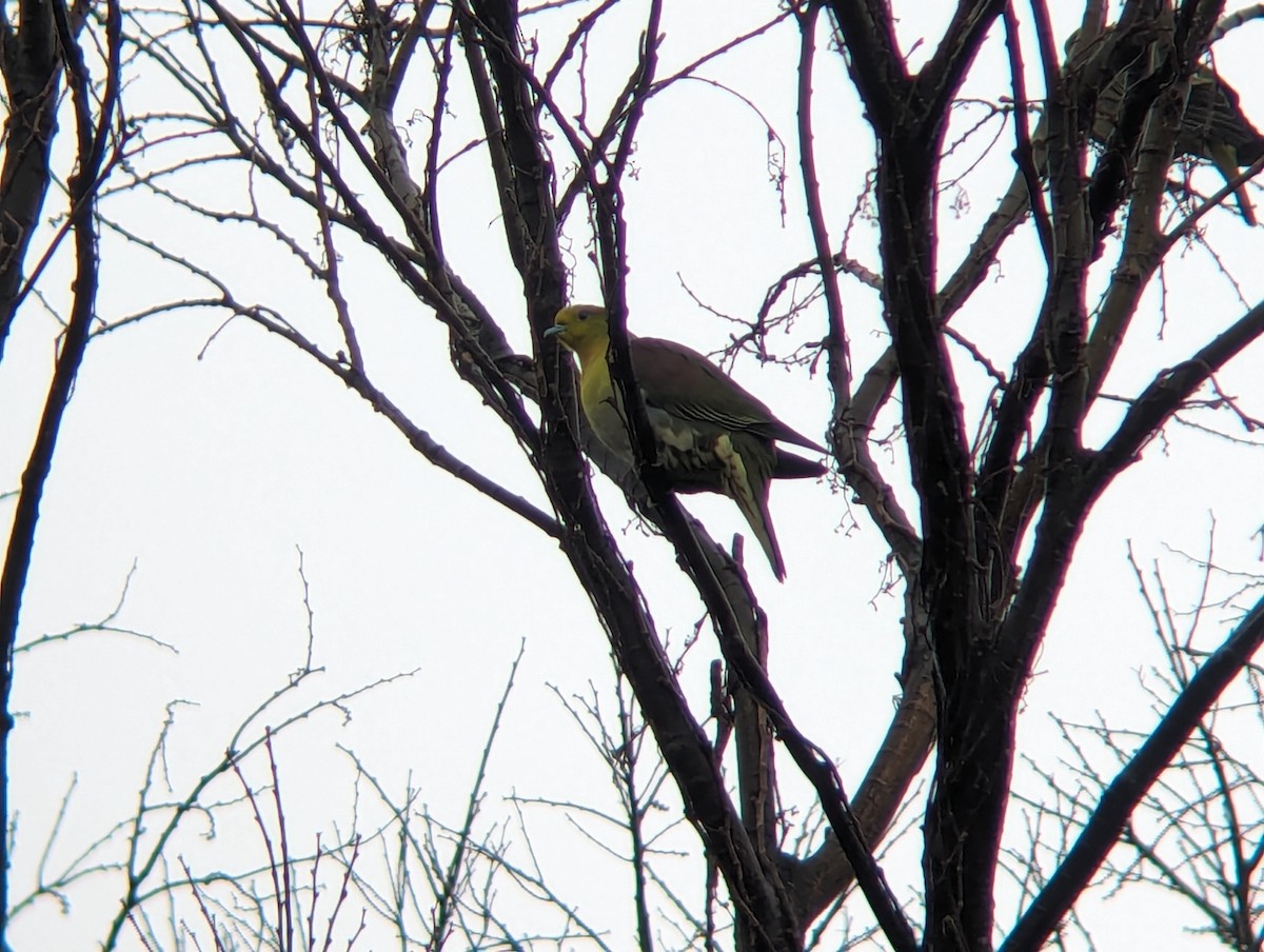 White-bellied Green-Pigeon - ML619815170