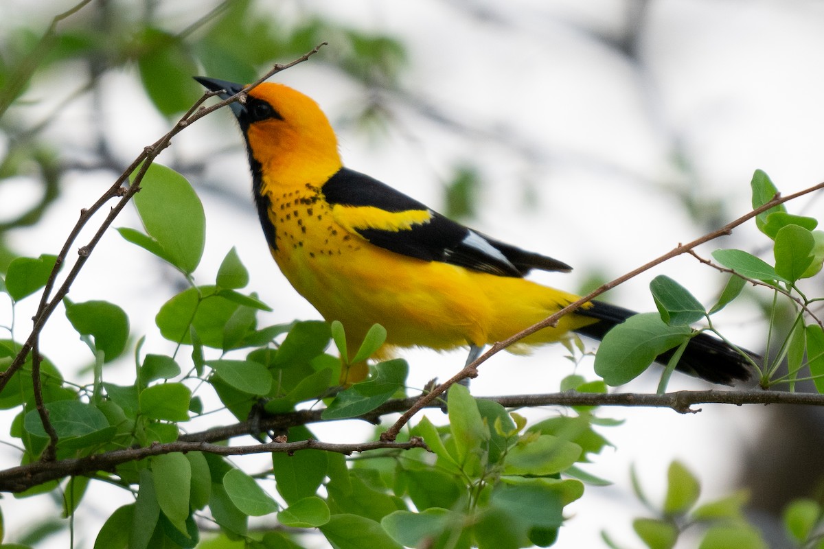 Spot-breasted Oriole - ML619815177