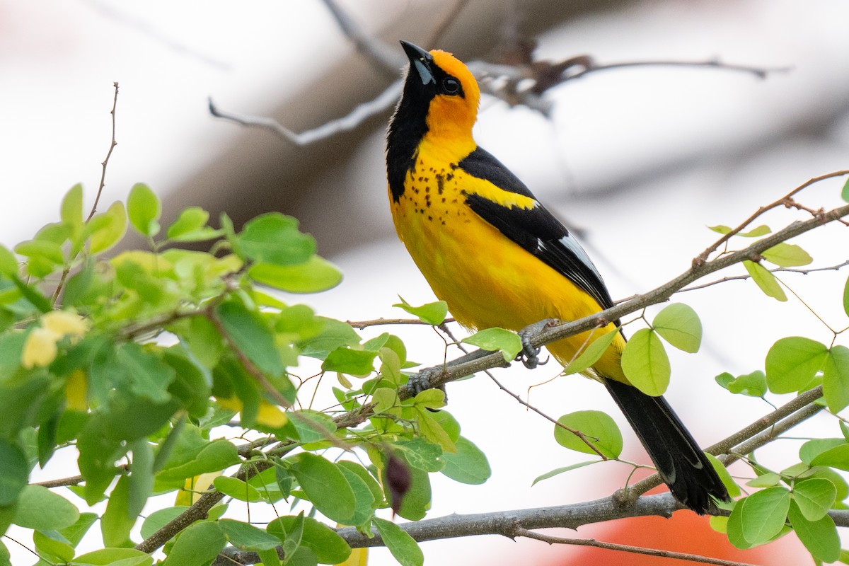 Spot-breasted Oriole - ML619815178