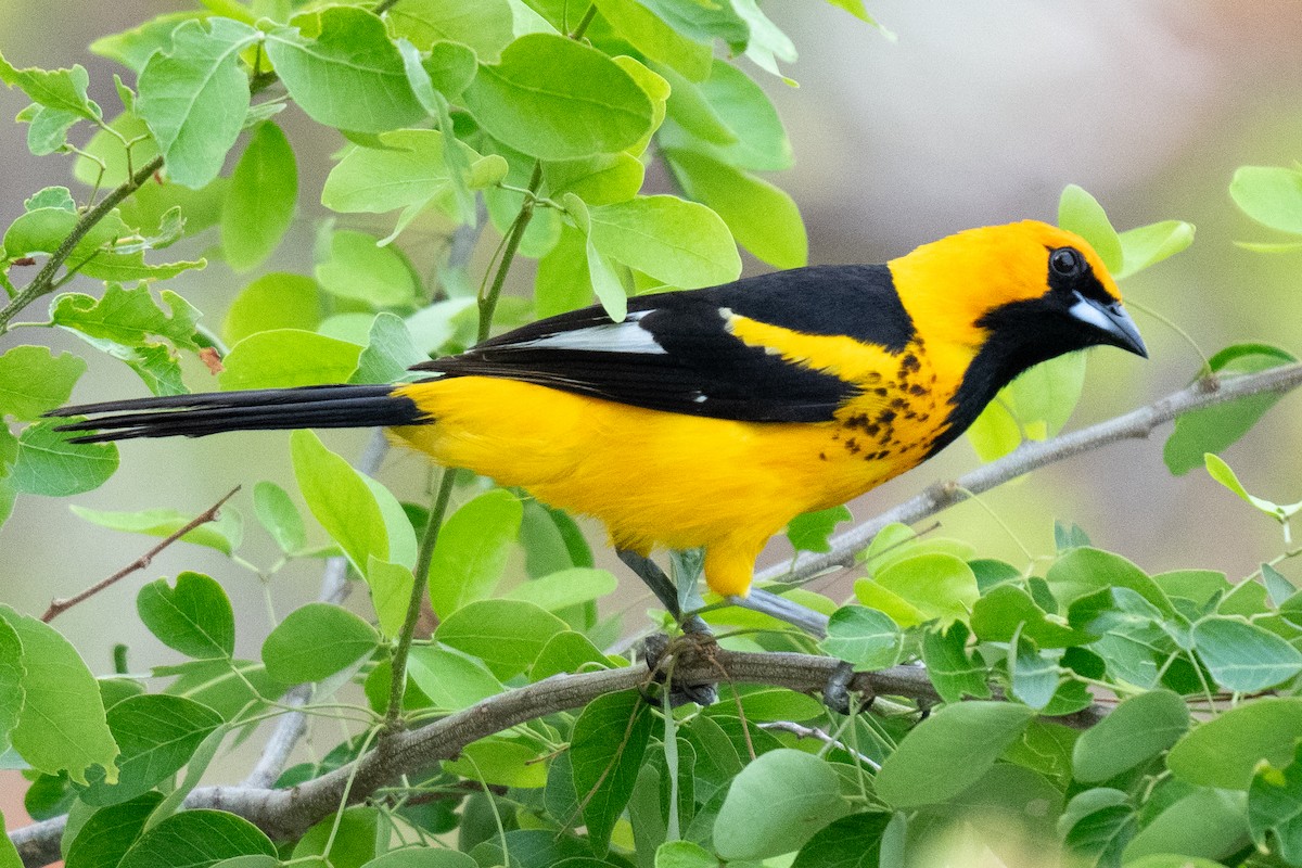 Spot-breasted Oriole - ML619815179