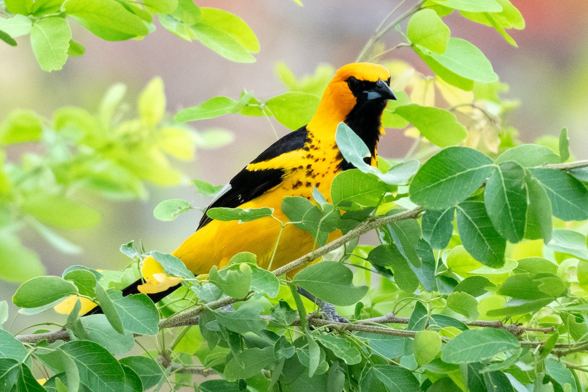 Spot-breasted Oriole - ML619815180