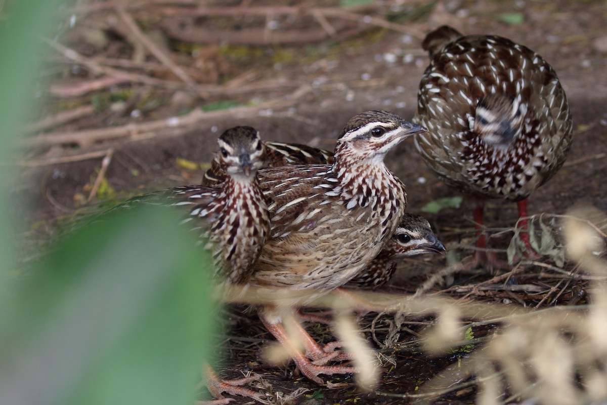 Francolin huppé - ML619815204