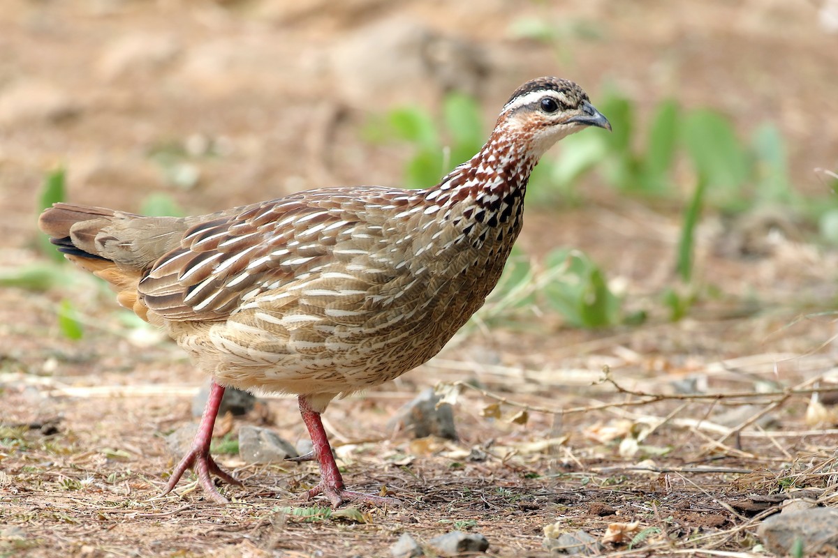 Crested Francolin - ML619815205