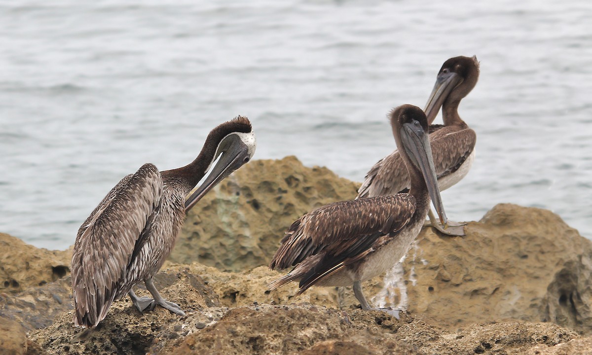 pelikán hnědý - ML619815209